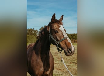 Polish Halfbred, Mare, 14 years, 16,1 hh, Bay