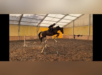 Polish Halfbred, Mare, 14 years, 16,1 hh, Bay