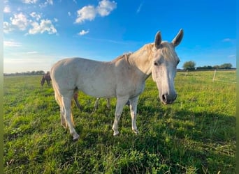Polish Halfbred, Mare, 15 years, 15.2 hh, Grey