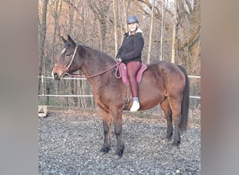 Polish Halfbred, Mare, 15 years, 16 hh, Brown