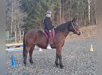 Polish Halfbred, Mare, 15 years, 16 hh, Brown