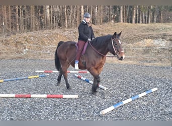 Polish Halfbred, Mare, 15 years, 16 hh, Brown