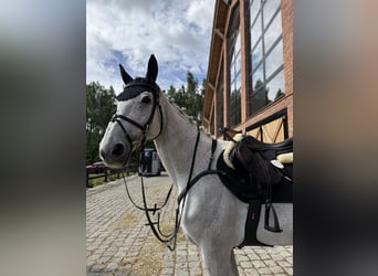 Polish Halfbred, Mare, 15 years, Grey