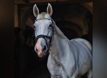 Polish Halfbred, Mare, 16 years, 16 hh, Gray