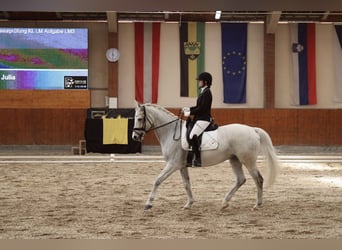 Polish Halfbred, Mare, 17 years, 16,1 hh, Grey