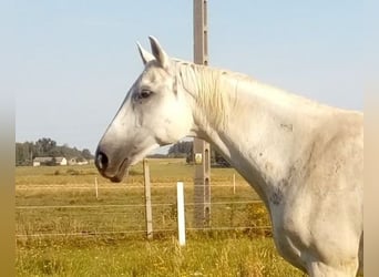 Polish Halfbred, Mare, 17 years, 16,2 hh, Gray