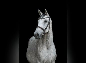 Polish Halfbred Mix, Mare, 18 years, 15.2 hh, Grey