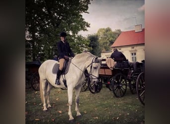 Polish Halfbred, Mare, 18 years, 16.1 hh, Grey