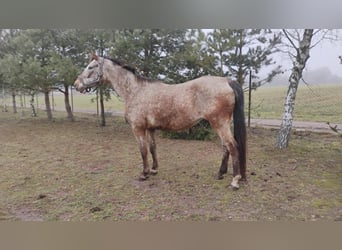 Polish Halfbred, Mare, 19 years, 16 hh, Leopard-Piebald