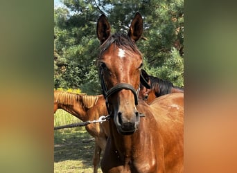 Polish Halfbred, Mare, 1 year, 15,2 hh, Brown