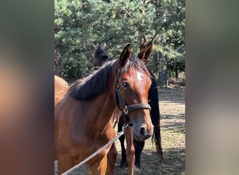 Polish Halfbred, Mare, 1 year, 15,2 hh, Brown