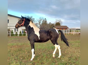 Polish Halfbred, Mare, 1 year, 15,2 hh, Pinto