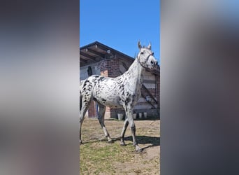 Polish Halfbred, Mare, 1 year, 15.3 hh, Leopard-Piebald Polish Halfbred, Mare, 1 year, 15.3 hh, Leopard-Piebald