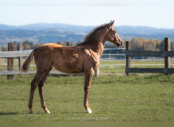 Polish Halfbred, Mare, 1 year, 16,1 hh, Chestnut-Red