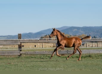 Polish Halfbred, Mare, 1 year, 16,1 hh, Chestnut-Red