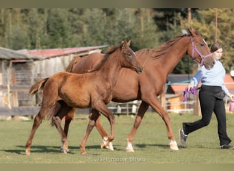 Polish Halfbred, Mare, 1 year, 16,1 hh, Chestnut-Red