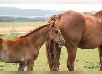 Polish Halfbred, Mare, 1 year, 16,1 hh, Chestnut-Red