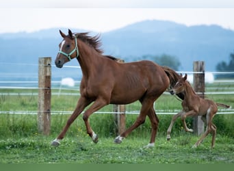 Polish Halfbred, Mare, 1 year, 16,1 hh, Chestnut-Red