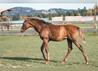 Polish Halfbred, Mare, 1 year, 16,1 hh, Chestnut-Red