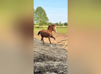 Polish Halfbred, Mare, 1 year, 16.1 hh, Chestnut-Red