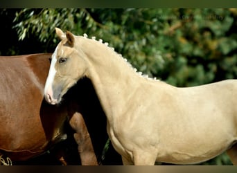 Polnisches Halbblut, Stute, 1 Jahr, 16,1 hh, Palomino