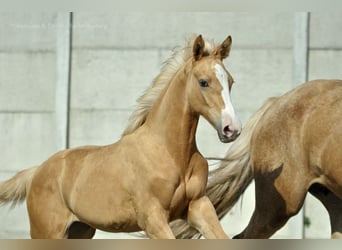 Polish Halfbred, Mare, 1 year, 16,1 hh, Palomino