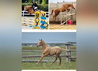 Polish Halfbred, Mare, 1 year, 16,1 hh, Palomino