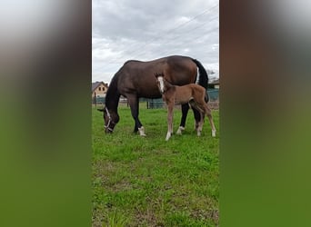 Polish Halfbred, Mare, 1 year, 16,2 hh, Bay-Dark