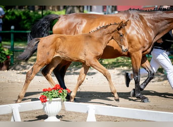 Polish Halfbred, Mare, 1 year, 16,2 hh, Bay