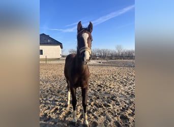 Polish Halfbred, Mare, 1 year, 16 hh, Chestnut-Red