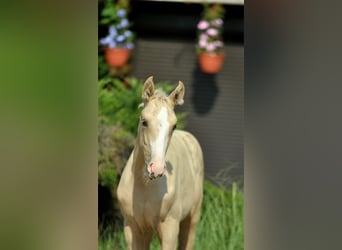 Polish Halfbred, Mare, 1 year, 16 hh, Palomino