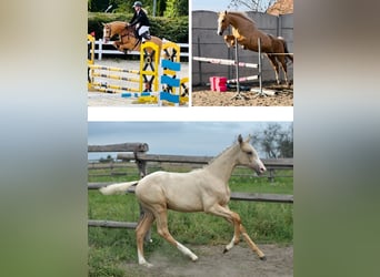 Polish Halfbred, Mare, 1 year, 16 hh, Palomino