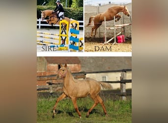 Polish Halfbred, Mare, 1 year, 16 hh, Palomino