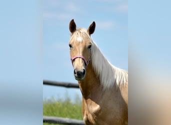 Polish Halfbred, Mare, 1 year, 16 hh, Palomino