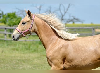 Polish Halfbred, Mare, 1 year, 16 hh, Palomino