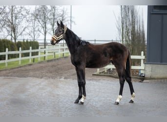 Polish Halfbred, Mare, 1 year, Brown
