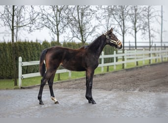 Polish Halfbred, Mare, 1 year, Brown