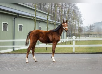 Polish Halfbred, Mare, 1 year, Brown