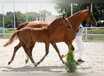 Polish Halfbred, Mare, 1 year, Chestnut