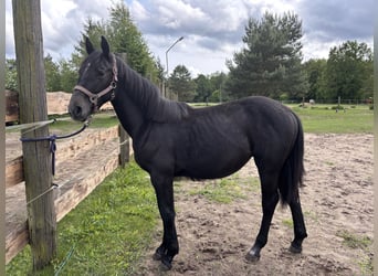 Polish Halfbred Mix, Mare, 1 year, Gray