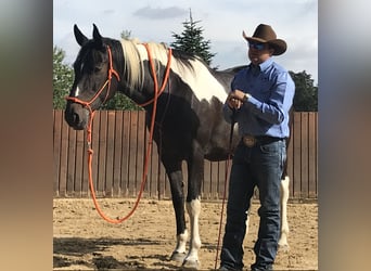Polish Halfbred, Mare, 21 years, 16,1 hh, Pinto