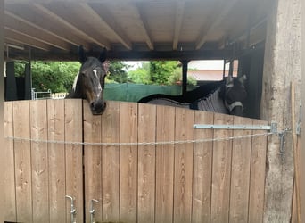 Polish Halfbred, Mare, 21 years, 16,1 hh, Pinto