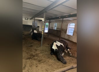 Polish Halfbred, Mare, 21 years, 16,1 hh, Pinto