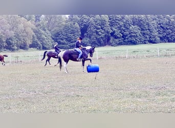 Polish Halfbred, Mare, 21 years, 16,1 hh, Pinto