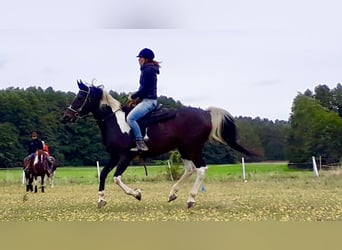 Polish Halfbred, Mare, 21 years, 16,1 hh, Pinto