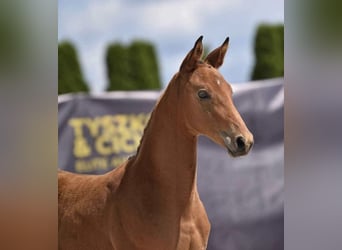 Polish Halfbred, Mare, 2 years, 15,3 hh, Brown