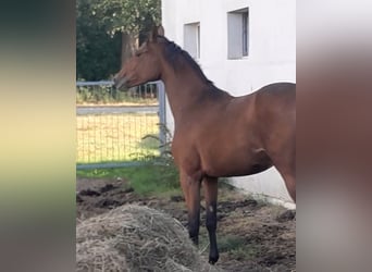 Polish Halfbred, Mare, 2 years, 16 hh, Brown