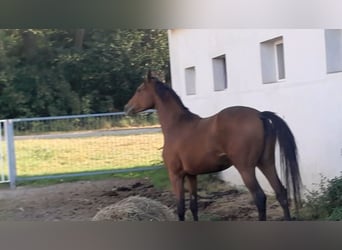 Polish Halfbred, Mare, 2 years, 16 hh, Brown