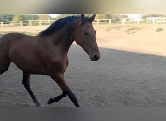 Polish Halfbred, Mare, 2 years, 16 hh, Brown