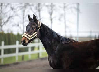 Polish Halfbred, Mare, 2 years, Brown